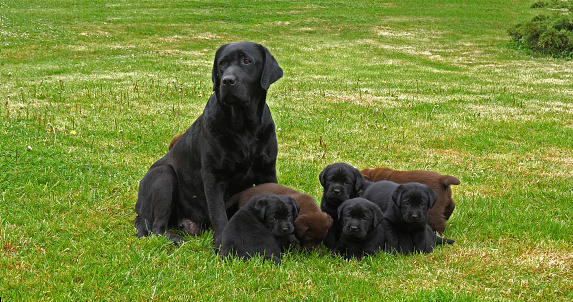 Black Labrador Retriever Bitch and Black and Brown Puppies on the Lawn, Normandy