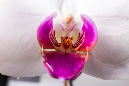 Close up of magenta and white orchid or orchis flower. Flowers from latin family Orchidaceae. Macro photo.