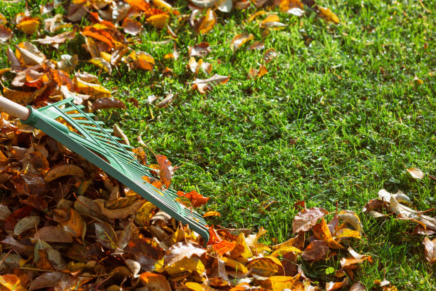 istock Autumn Leaves Cleaning. 1689065716