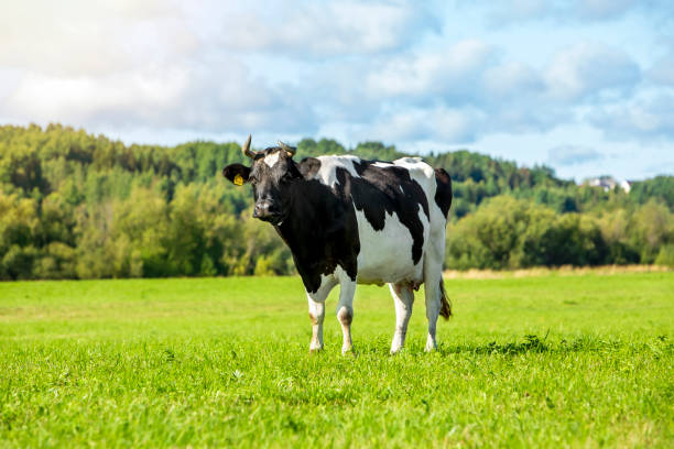 istock Black and white cow on a summer day in a grazing field 1689066253