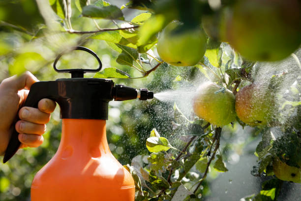 istock Spraying Pesticides Apple Tree with Spray Bottle 1689066254