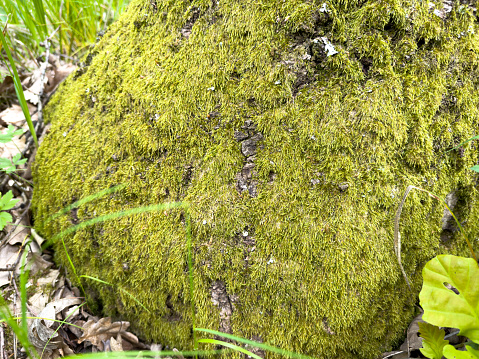 A large stone covered with thick moss