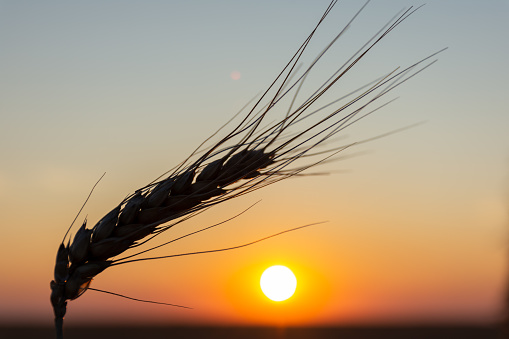 grain field at sunset