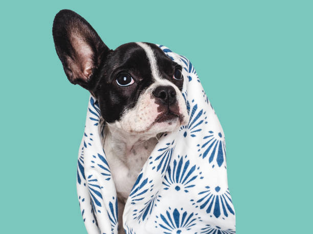istock Cute puppy and white towel. Grooming dog 1689076728