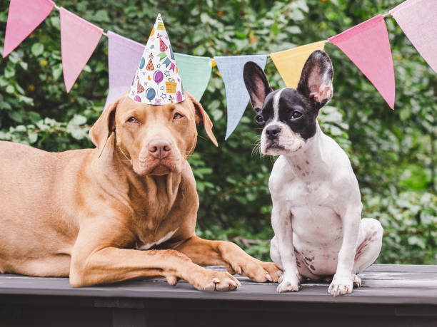 istock Cute puppy, adorable dog, stretched holiday flags 1689077249