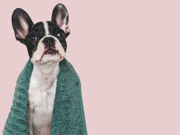 istock Cute brown puppy and blue towel. Close-up 1689077316