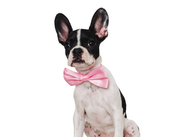 istock Cute puppy and bright bow tie. Close-up, indoors 1689078422