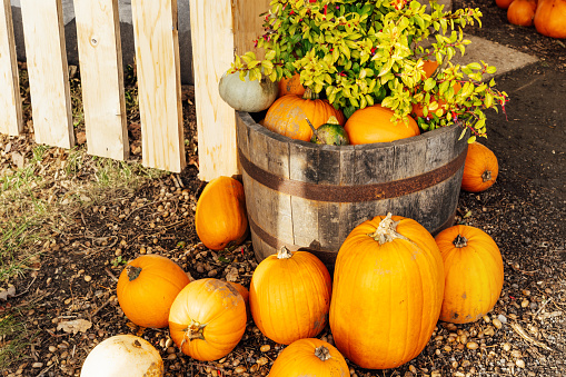 Various pumpkins and potted flowers in the wooden basket near wooden fence. Outdoor house decoration for Thanksgiving or Halloween. Fall harvest, autumn rustic background. Selective focus