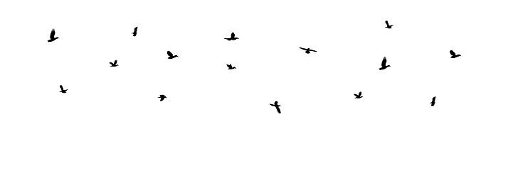 Silhouette flying birds in sky. Vector illustration.
