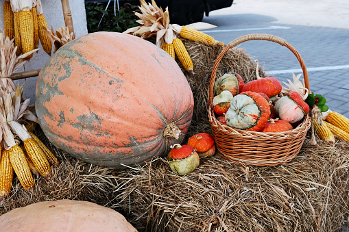 Autumn basket with small pumpkins and ears of corn in an autumn park on a haystack. Autumn still life.