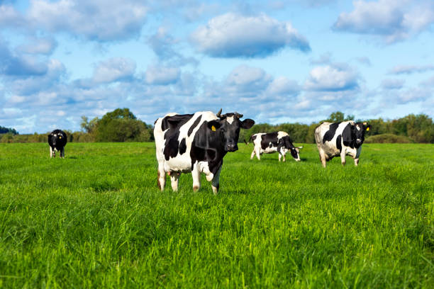 istock Several black and white cows sitting on a field for grazing on a summer day 1689087761