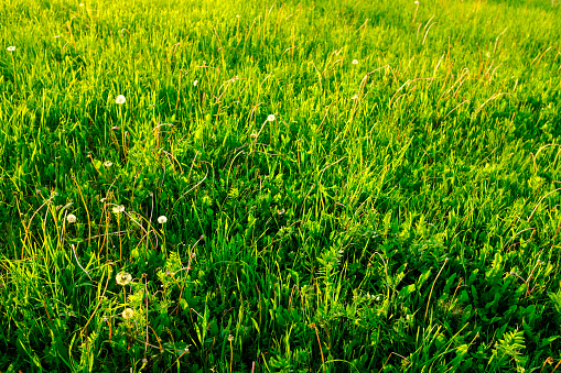 Grass and weeds