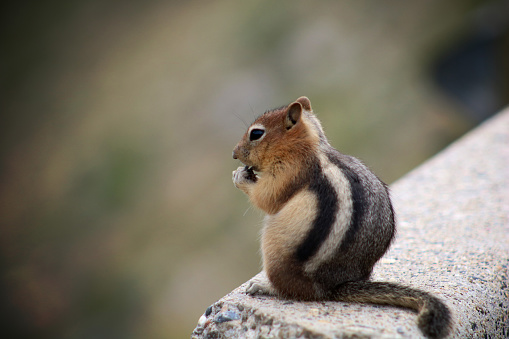 A curious Golden-mantled Ground Squirrel on a rock in Mt. Rainier National Park in Washington state