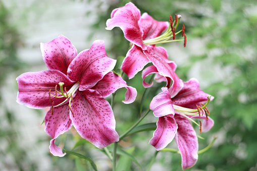 Blooming Oriental Lily flowers. Pink tropical  flower in the garden. Pink Asiatic Lily. Stargazer Lily flower on natural background. Lilium hybridum. Lilium belonging to the Liliaceae. Greeting card