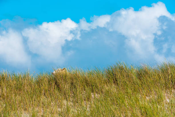 A serene coastal dune scene showcases an abundance of golden beach grass (Ammophila arenaria) against a bright blue sky. The image evokes a peaceful seaside ambiance and natural beauty.