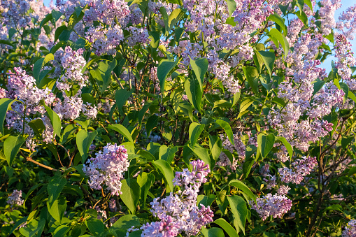 Fresh lilac flowers in the spring garden at the sunny day. Background from bush lilac with green leaves. Blooming lilac bush for publication, post, screensaver, poster, calendar, post, banner, cover