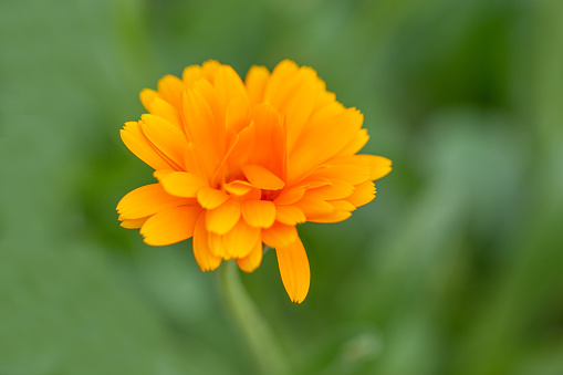 Yellow daisy-like flower from Leopard's bane, Doronicum plantagineum