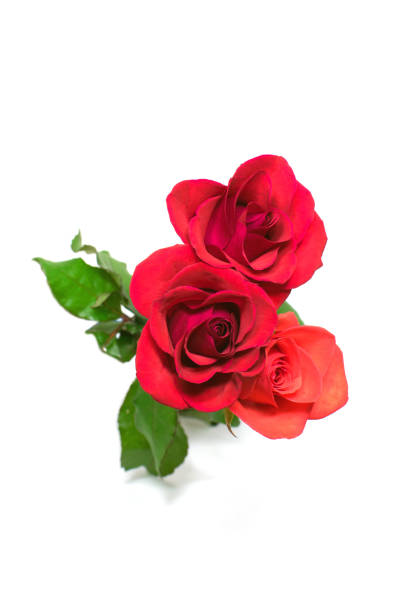 istock the rose of a studio shoot 1689109572