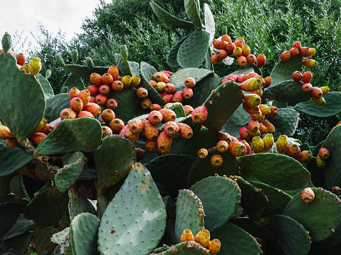 close-up of fig tree laden with prickly pears, a wild fruit found in the countryside