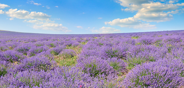 Field with blooming lavender and blue sky. Wide photo.