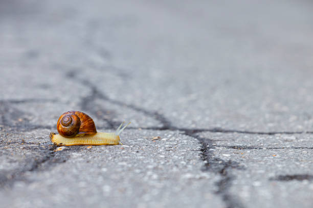 istock a snail with a shell crawls along the road. 1689113917