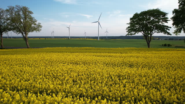 Yellow Flowering Canola Rapeseed Field and Wind Turbines Farm - Aerial low angle push in. Cars Driving on Country Road Though Agricultural Farmland