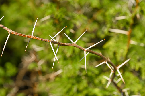 Acacia Spinosa, specie mimosa