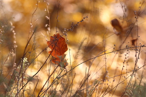 An oak leaf in the grass in autumn at sunset