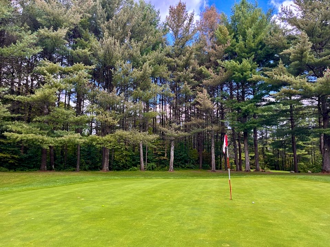 Golf green in the tall pines
