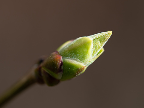 Close up photo of a birch bud