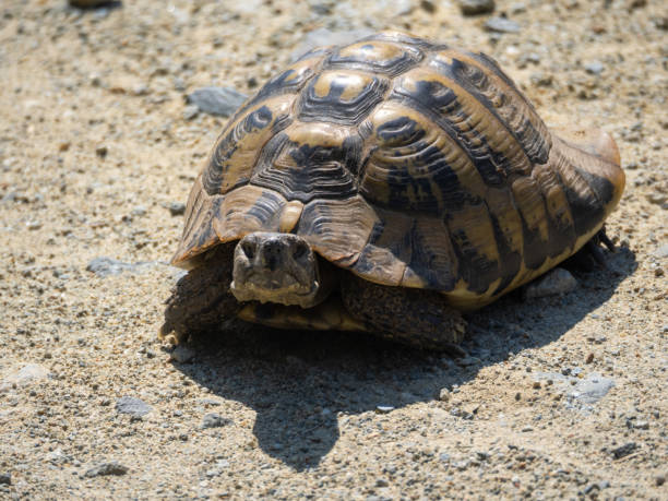 istock Hermann's Tortoise close up image 1689122303