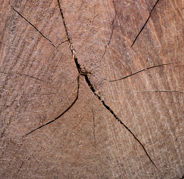 istock Tree Stump with cracked annual rings. 1689138913