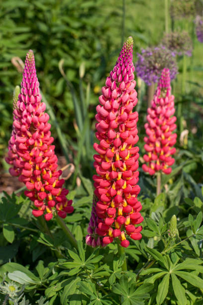 istock Lupins in a garden 1689139460