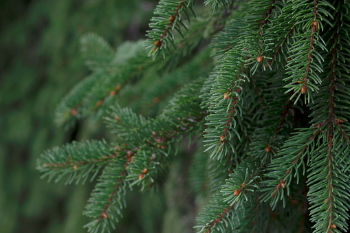 close up of a fir tree fluffy green branches as a natural christmas background