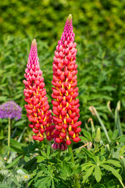 istock Lupins (Lupinus) in a garden 1689140589