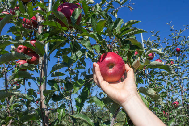istock Woman hand picking ripe red apples on apple tree branch in orchard. 1689140809