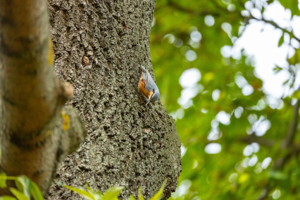 The European Nuthatch, Sitta europaea, a charming woodland bird, gracing the outdoors of Madrid, Spain.