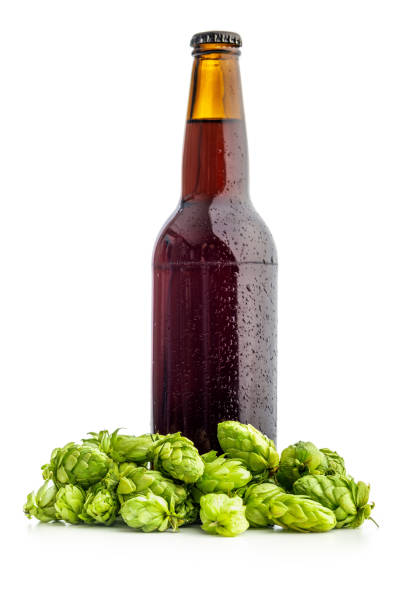 bottiglia di birra e pianta di luppolo verde isolata su sfondo bianco. - bitter beer bottle alcohol beer foto e immagini stock