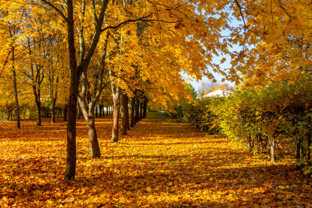 istock Alley of maple trees in autumn 1689147778
