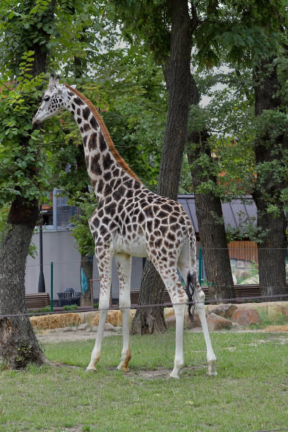 istock Young giraffe in the city zoo 1689153345
