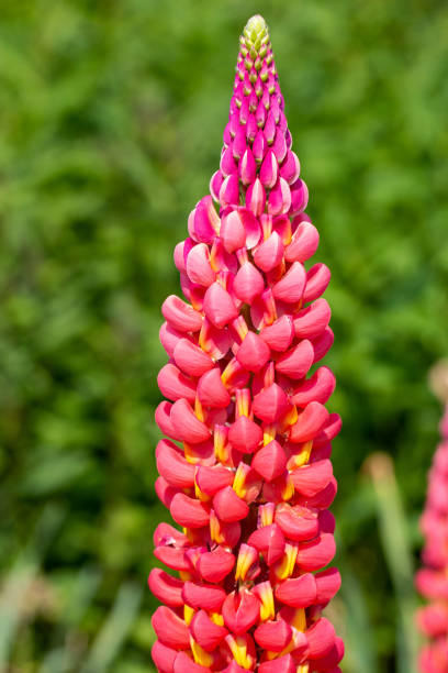 Lupins in a garden