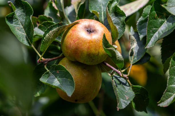 istock Ready to pick apples on a tree in late summer 1689179106