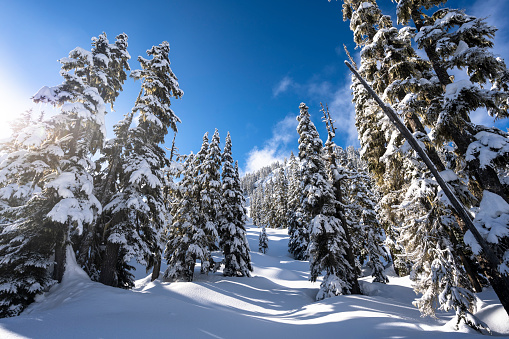 Nature and environmental landscapes. Snowy forest in Whistler, Canada.