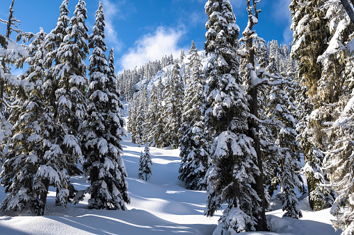 Nature and environmental landscapes. Snowy forest in Whistler, Canada.