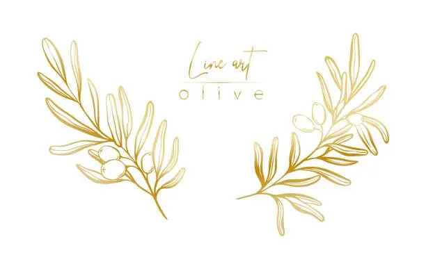 Vector illustration of Set of botanical golden illustration of olive leaves