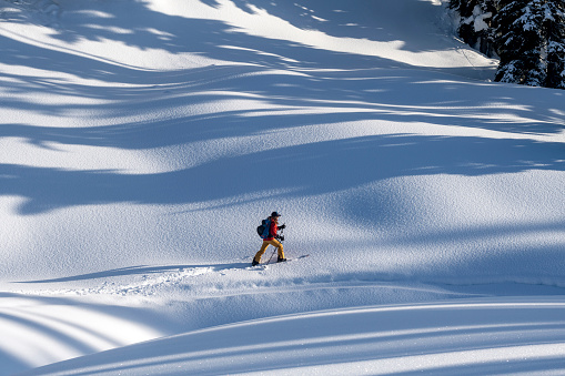 professional male freeride skier rides on powder snow down mountain slope along fir trees. Ski touring and freeride concept