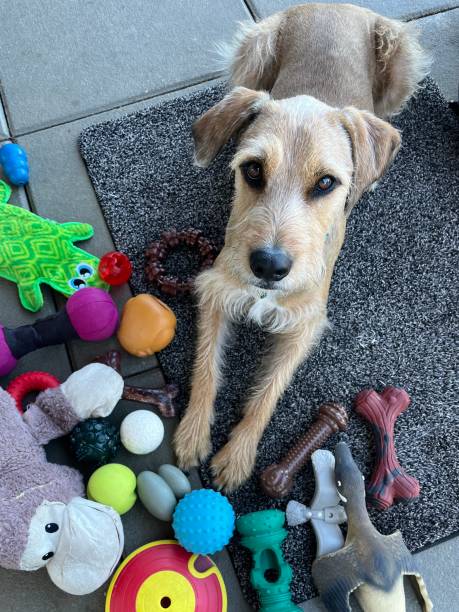 istock Terrier mix surrounded by his approved toys, safe for chewing. 1689193456