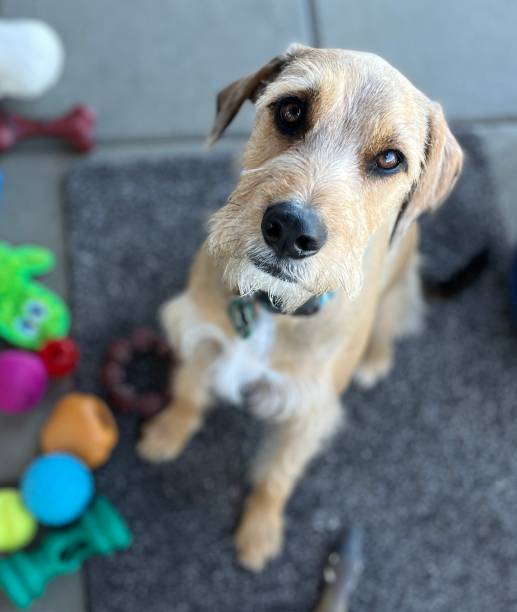 istock Terrier mix surrounded by his approved toys, safe for chewing, close up, with a slightly mournful expression. 1689193468