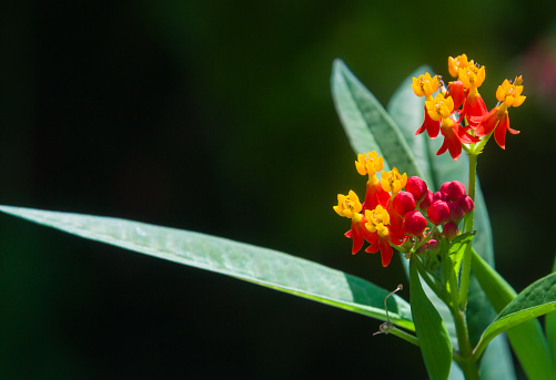 Closeup photograph of beautiful red and yellow clusters of Blood Flower (Mexican Milkweed) growing in a Cape Cod garden.