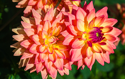 A group of colorful dahlia blossoms in a Cape Cod garden.